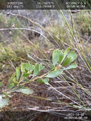 Adenanthos cuneatus