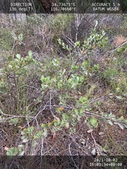 Adenanthos cuneatus