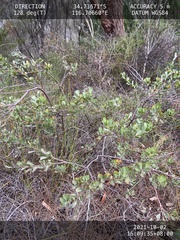Adenanthos cuneatus