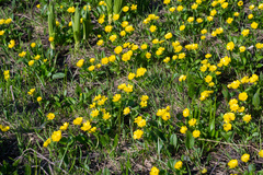 Ranunculus altaicus