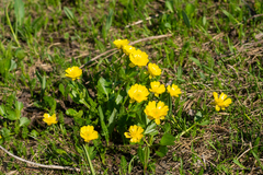 Ranunculus altaicus