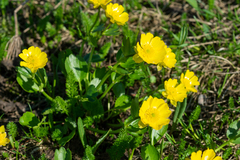 Ranunculus altaicus
