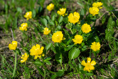 Ranunculus altaicus