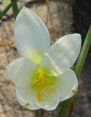 Zephyranthes concolor