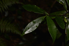 Tristaniopsis collina