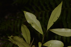 Tristaniopsis collina