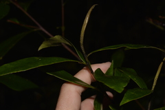 Tristaniopsis collina