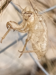 Cicada cretensis