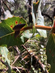 Hakea amplexicaulis