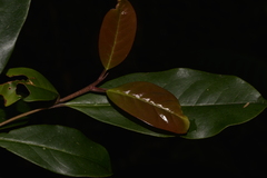 Quintinia sieberi