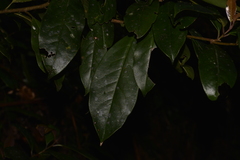 Quintinia sieberi