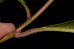 Quintinia sieberi