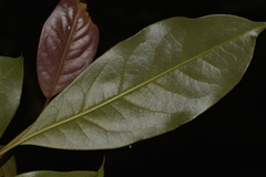 Quintinia sieberi