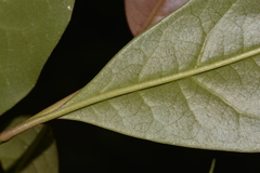 Quintinia sieberi