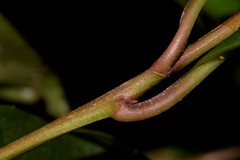 Quintinia sieberi