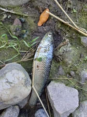 Squalius cephalus