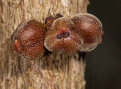 Bocquillonia sessiliflora