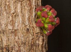 Bocquillonia sessiliflora