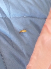 Insecta