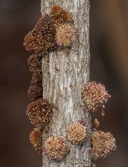 Bocquillonia sessiliflora