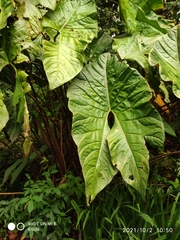 Cyrtosperma johnstonii