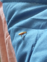 Insecta