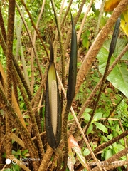 Cyrtosperma johnstonii