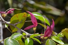 Arthroclianthus