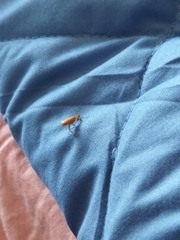 Insecta