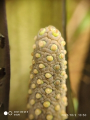 Cyrtosperma johnstonii