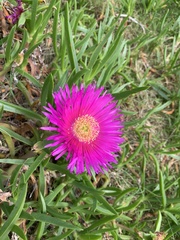 Carpobrotus glaucescens