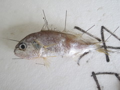 Pennahia macrocephalus