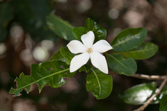 Gardenia urvillei