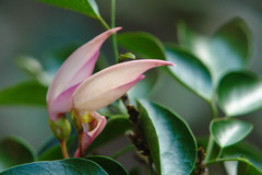Arthroclianthus