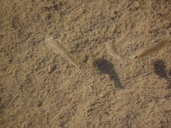 Cyprinodon variegatus