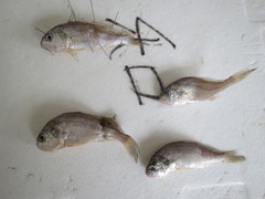 Pennahia macrocephalus