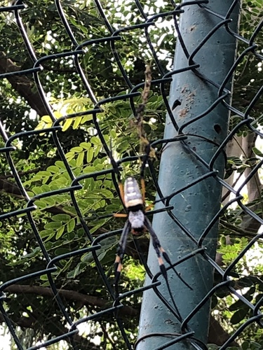 banded-legged golden orb-web spider