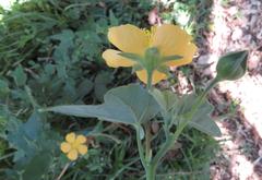 Abutilon grantii