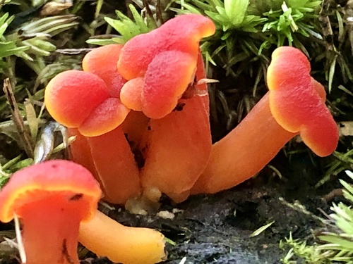 Vermilion Waxcap