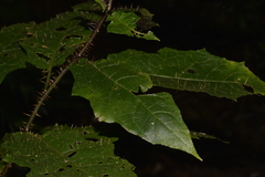 Solanum inaequilaterum