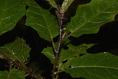 Solanum inaequilaterum
