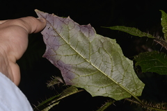 Solanum inaequilaterum
