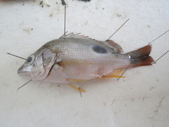 Lutjanus russellii
