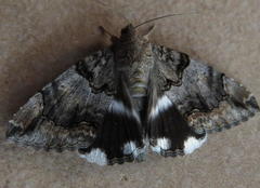 Achaea catella