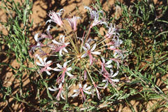 Nerine laticoma