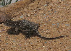 Agama aculeata distanti