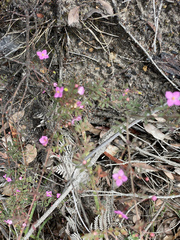 Boronia gracilipes