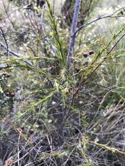 Boronia megastigma