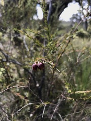 Boronia megastigma