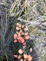 Sphaerolobium grandiflorum